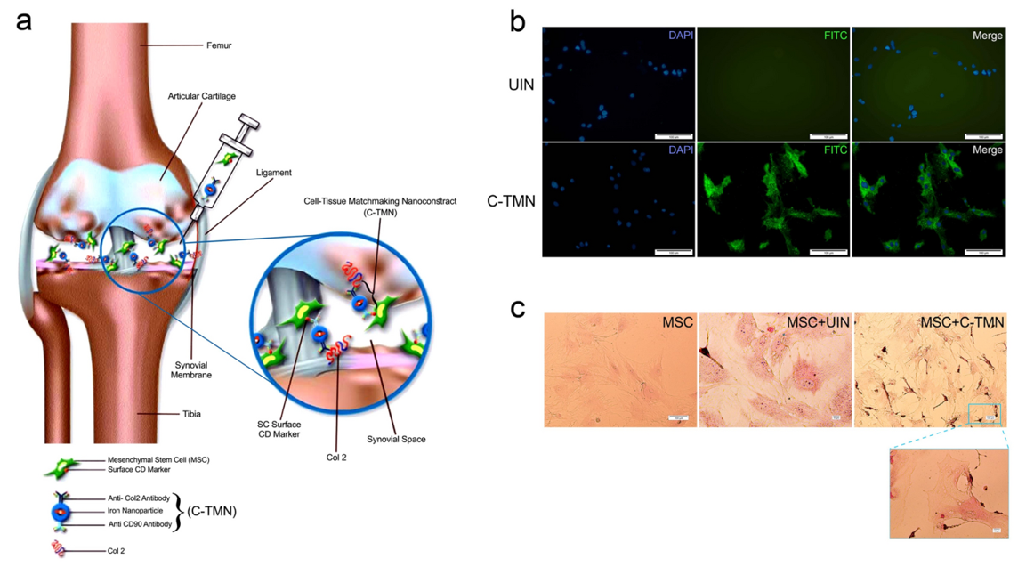 کاهش پیشرفت آرتروز با درمان توسط سلول‌های بنیادی مزانشیمی هدفمند مجهز به نانو همسان‌ساز بافت سلولی